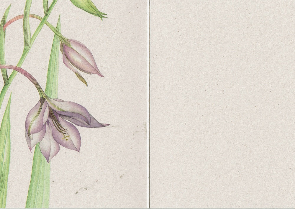 Postkaart Abessijnse gladiool