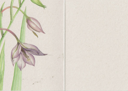 Postkaart Abessijnse gladiool