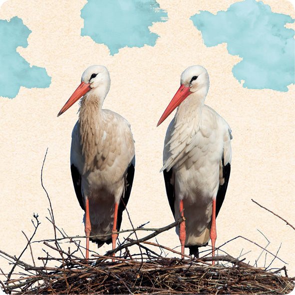 Postkaart Ooievaars