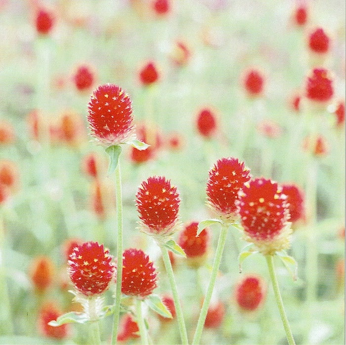 Postkaart Kogelamarant