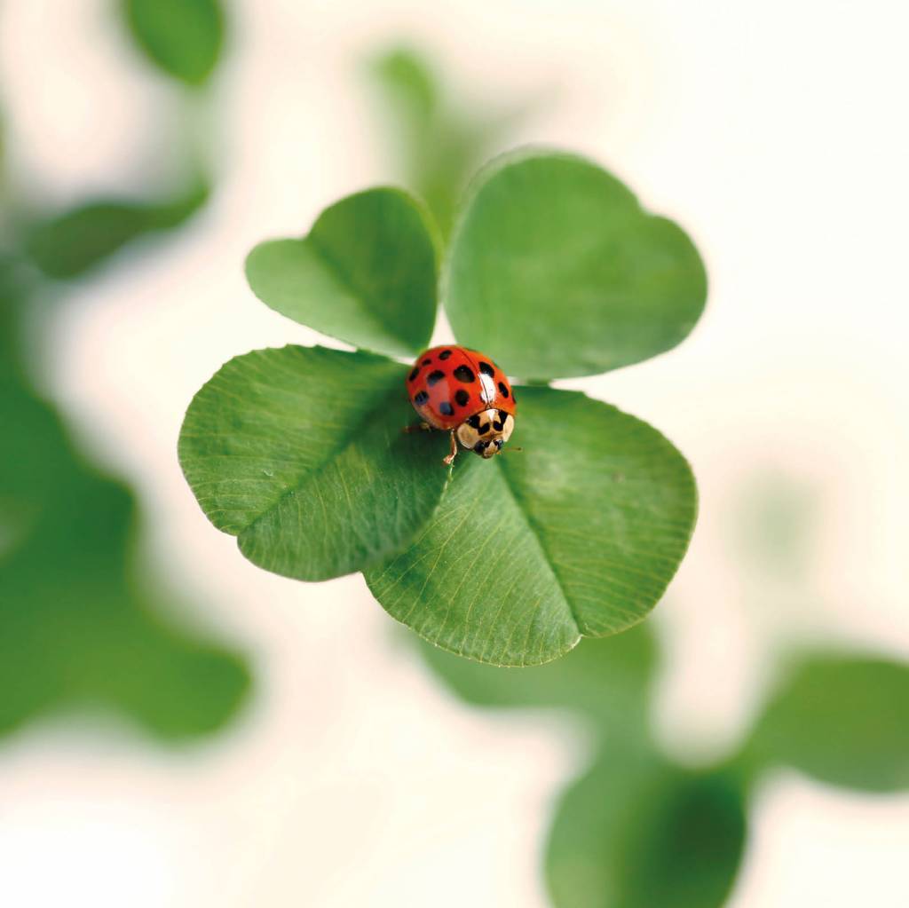 Postkaart Lieveheersbeestje