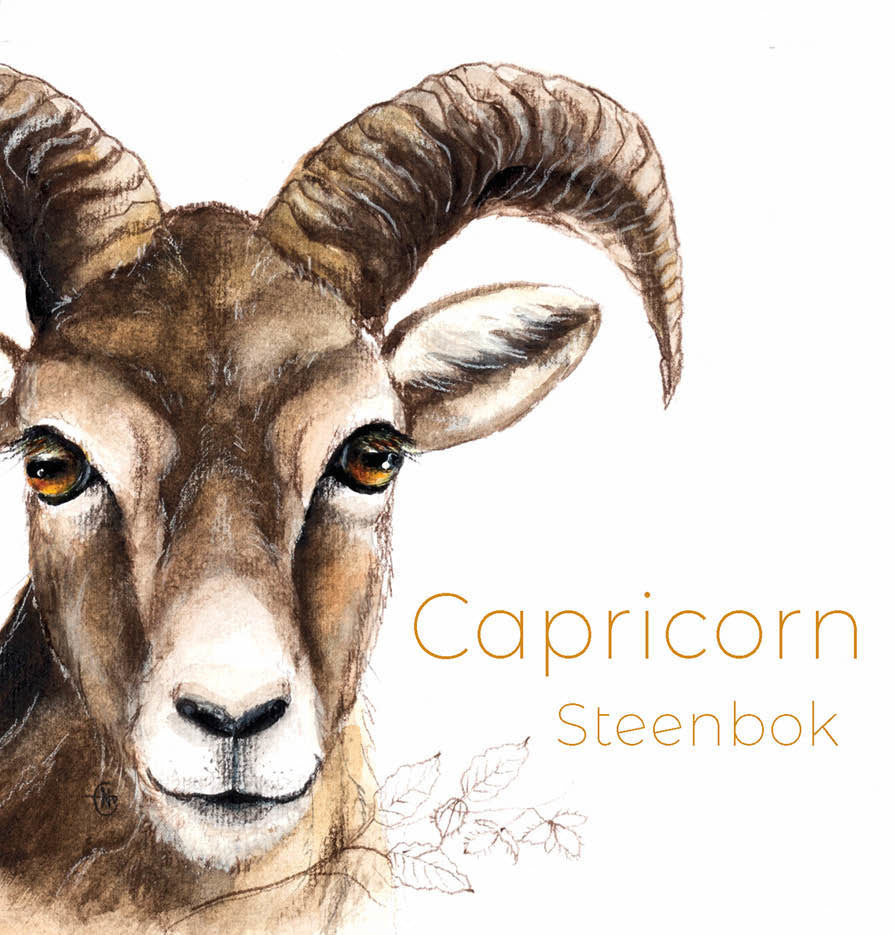 Postkaart Steenbok