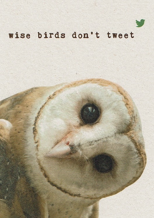 Postkaart Wise birds don't tweet